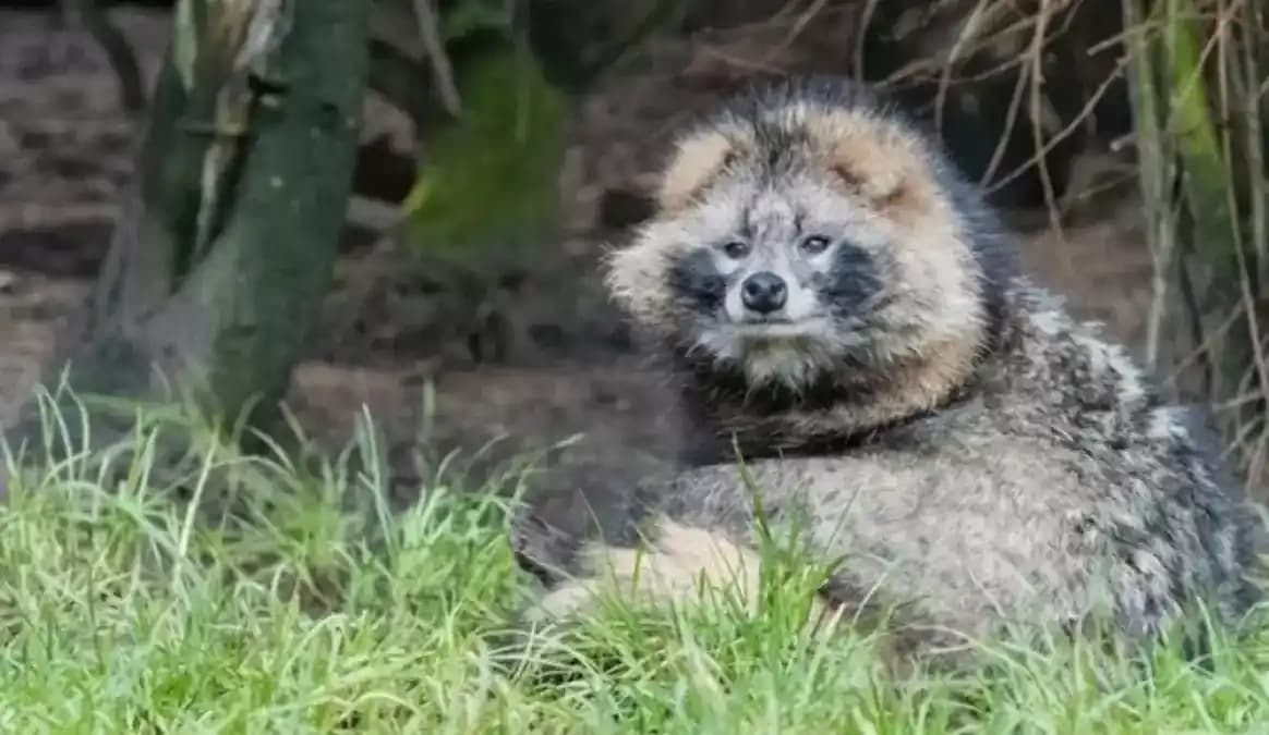Asya Rakun Köpeği Yünü: Tekstil Dünyasında Nadir ve Lüks Bir Lif