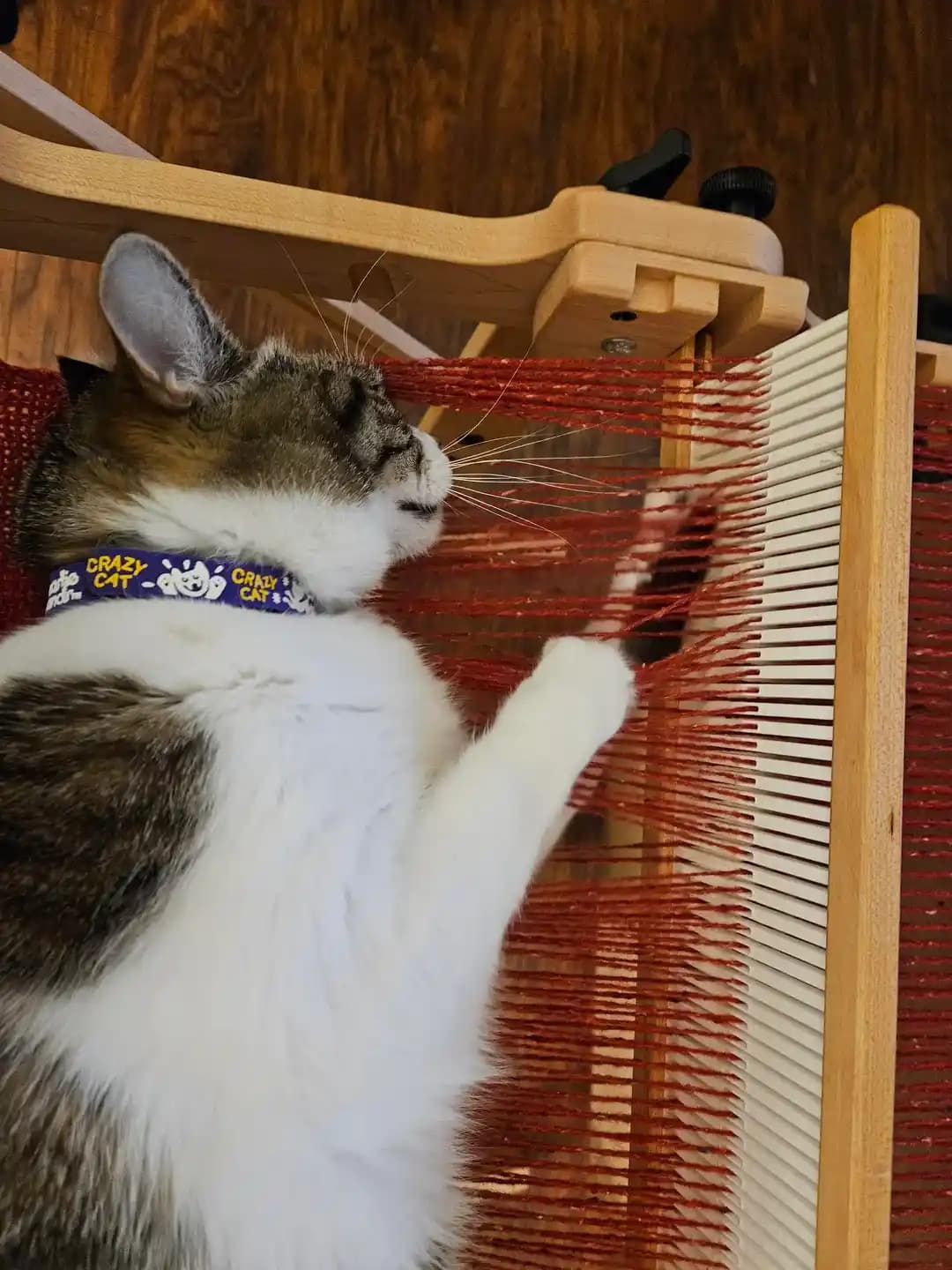 Evde Dokuma Tezgahları ve Kedilerin Etkileşimi: Koruma Yöntemleri ve Deneyimler