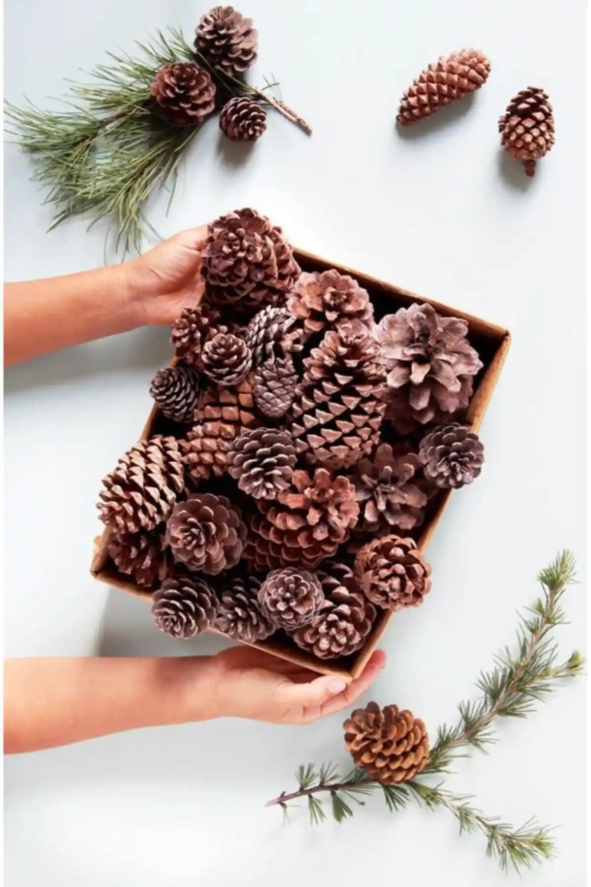 Doğal Kozalaklar ve Çam Kozalağı Karşılaştırması Yılbaşı Dekorasyonları İçin