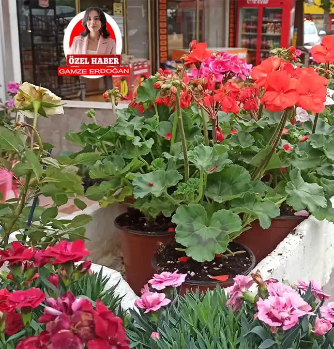 Anneler Günü İçin Saksı Çiçekleriyle Dekorasyon Rehberi ve En Uygun Bitki Seçenekleri