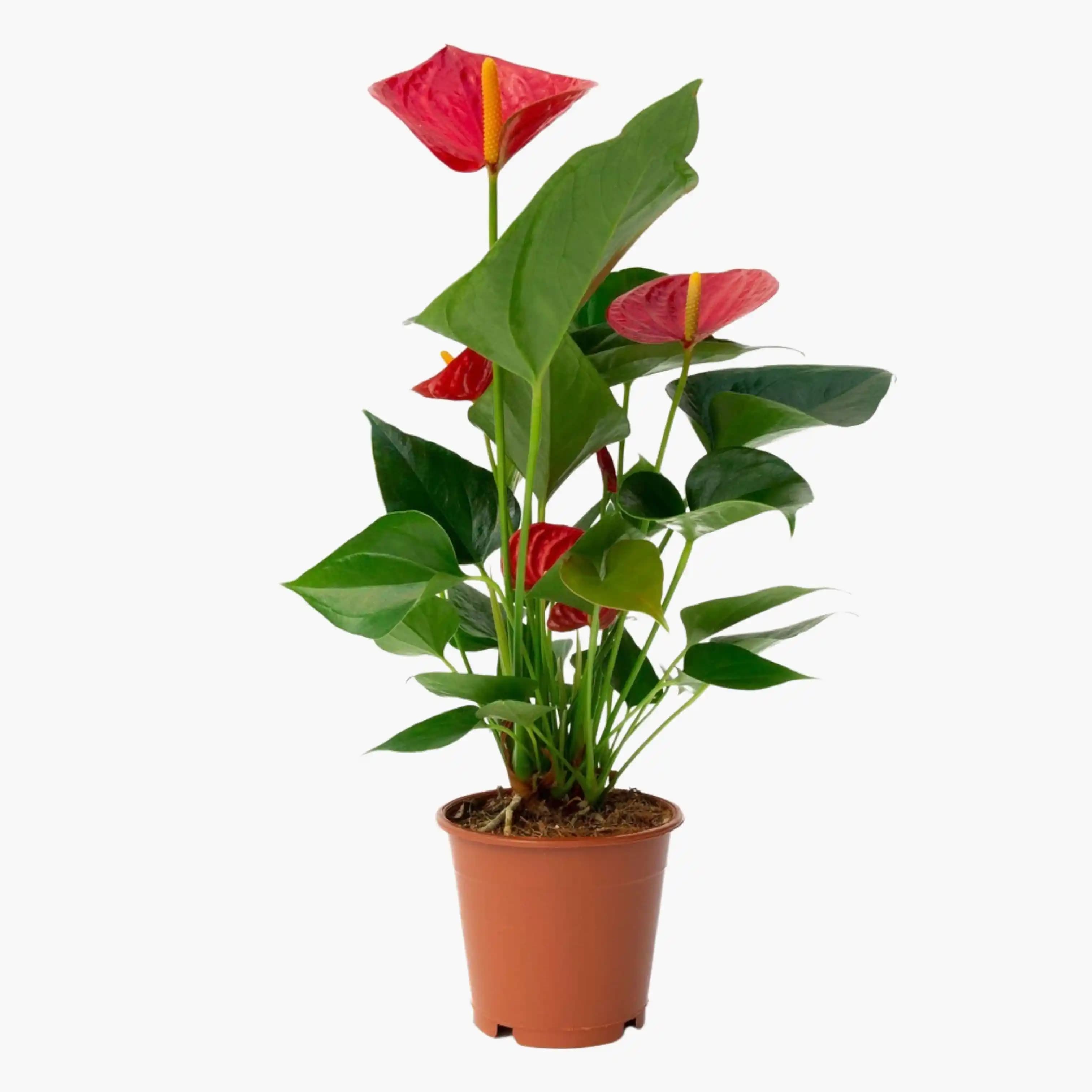 Antoryum Nedir ve Dekorasyonda Kullanımının Avantajları Hakkında Detaylı Bilgi