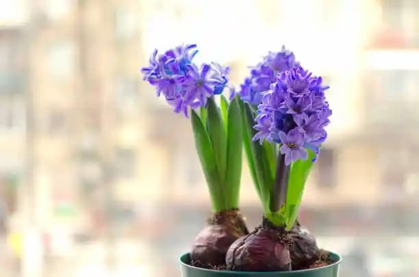 Bahçe Sümbülü ile Doğal ve Zarif Dekorasyon Fırsatları ve Bakım İpuçları