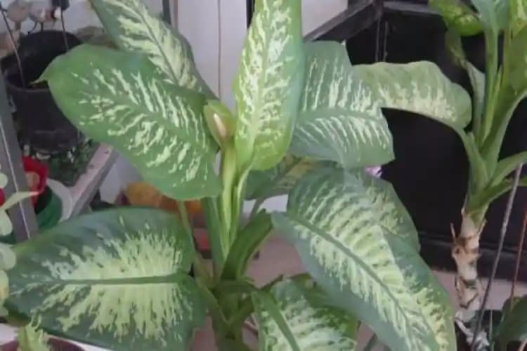 Difenbahya Bitkisinin Yaprak Sararmasının Nedenleri ve Çözüm Yolları