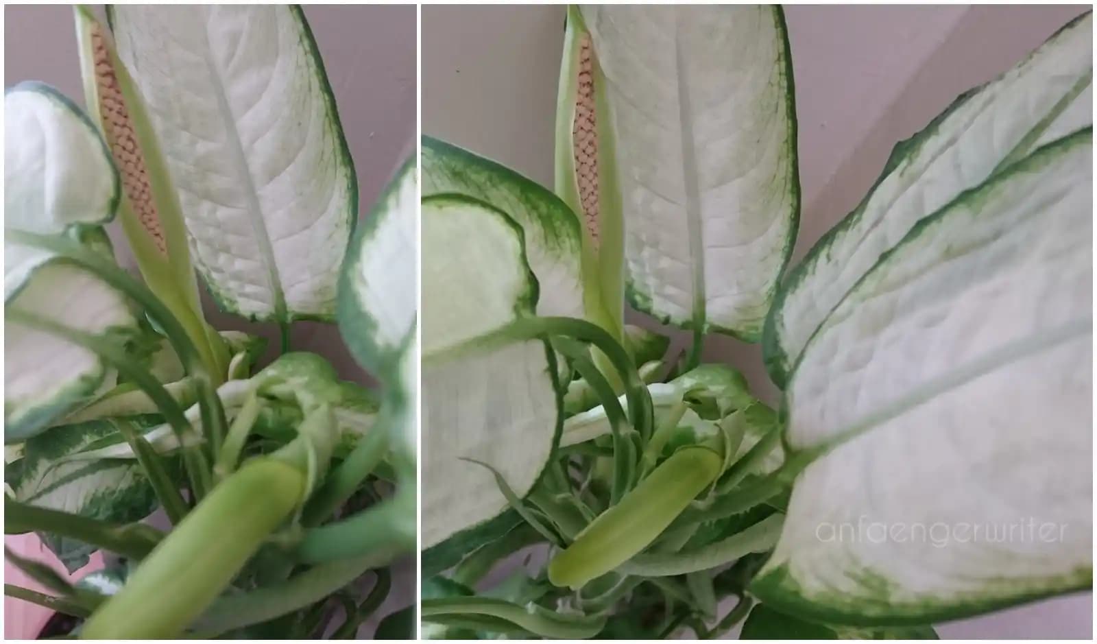 Difenbahya Çiçek Açma Süreci ve Dekorasyonda Kullanım İpuçları