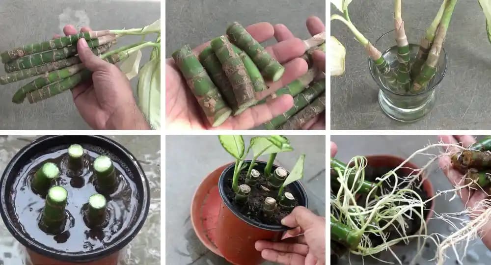 Difenbahya Çoğaltma ve Bakımı: Evde Sağlıklı Bitki Yetiştirmenin Temel Yöntemleri