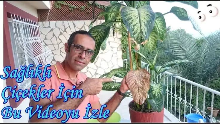 Difenbahya Yaprak Sararması Nedenleri ve Etkili Bakım Yöntemleri