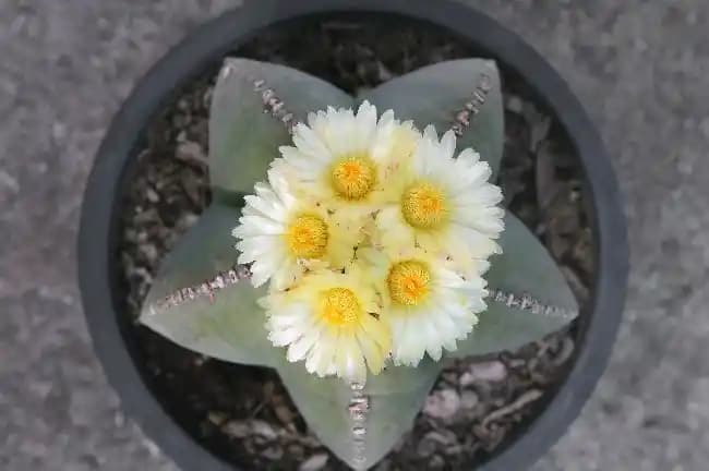 En Güzel Çiçek Açan Kaktüslerle Dekorasyonunuza Renk Katın