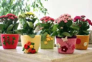 En Güzel Saksı Çiçekleri ve Dekorasyonda Kullanım İpuçları