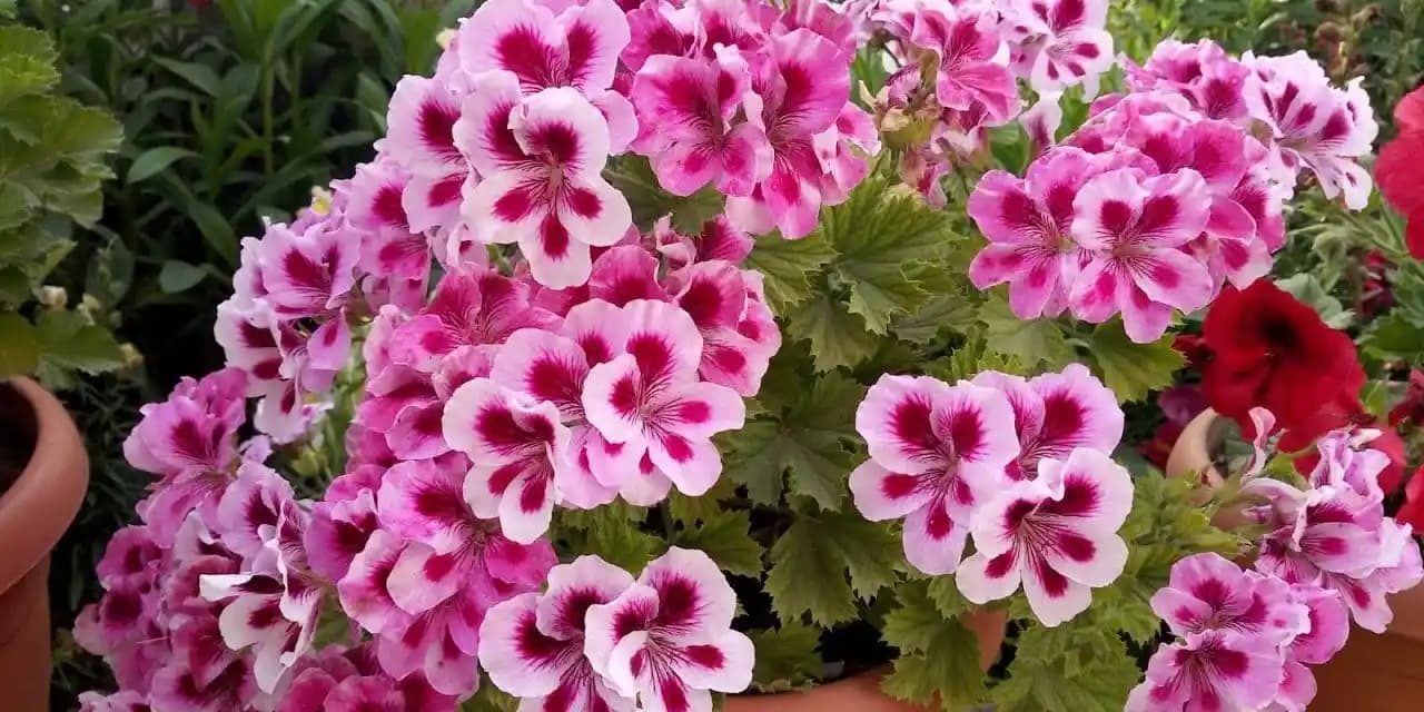 En Uygun ve Şık Çiçeklerle Dekorasyonunuzu Geliştirme Rehberi