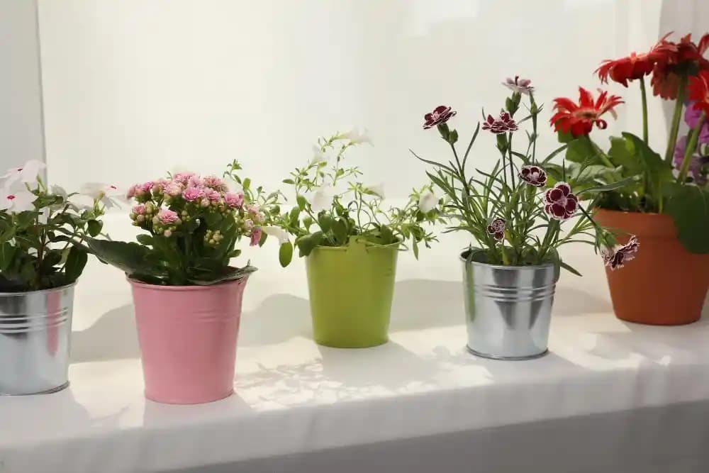 Ev Dekorasyonunda Çiçek Kullanımı: Doğal ve Şık Mekanlar Yaratmanın Yolları