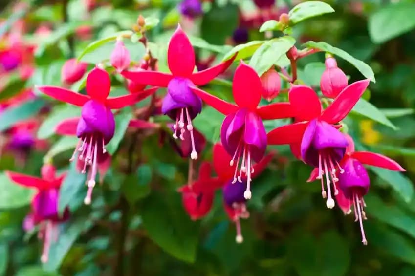 Ev Dekorasyonunda Çiçeklerin Gücü: Mekânlara Canlılık ve Şıklık Katmanın Yolları