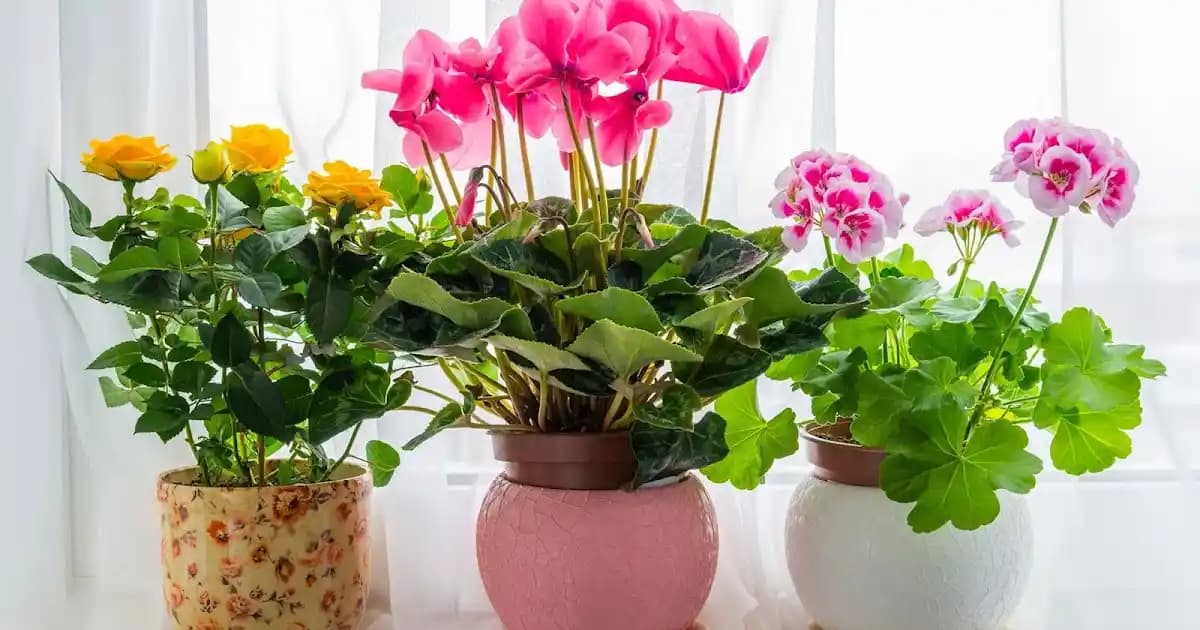 Ev Dekorasyonunda Saksı Bitkileriyle Doğal ve Estetik Mekanlar Yaratmak