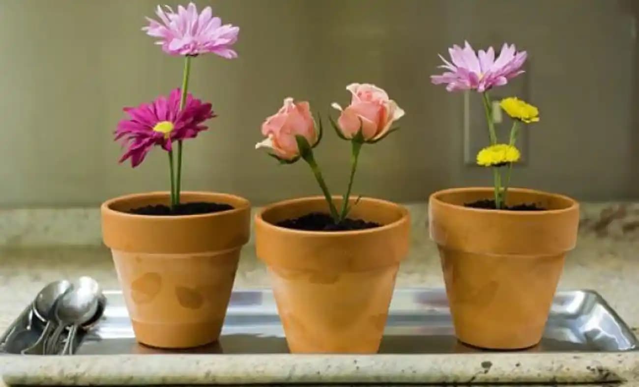 Evde Bakılacak En Uygun Çiçekler ve Dekorasyonda Kullanım İpuçları