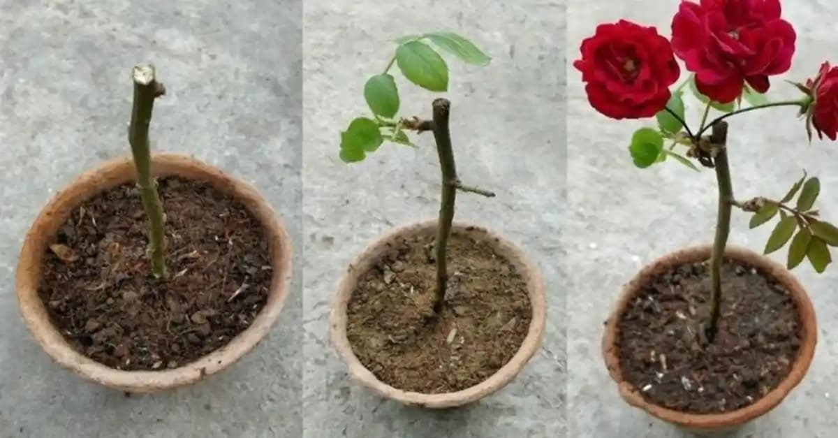 Evde Saksıda Gül Bakımı Rehberi: Temel İpuçları ve Sağlıklı Yetiştirme Yöntemleri