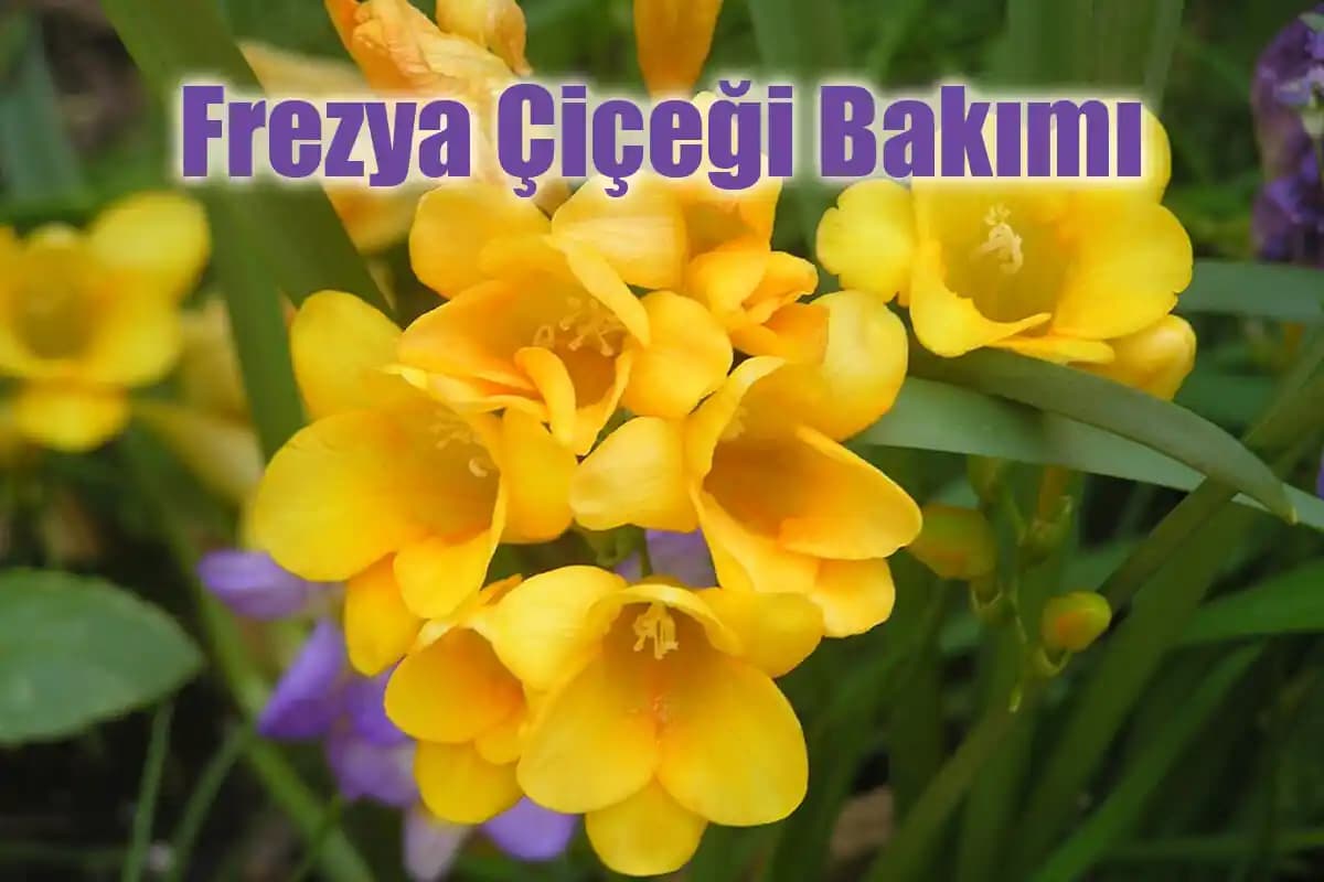 Frezya Çiçeği ile Dekorasyonda Zarafet ve Estetik Yaratma Rehberi