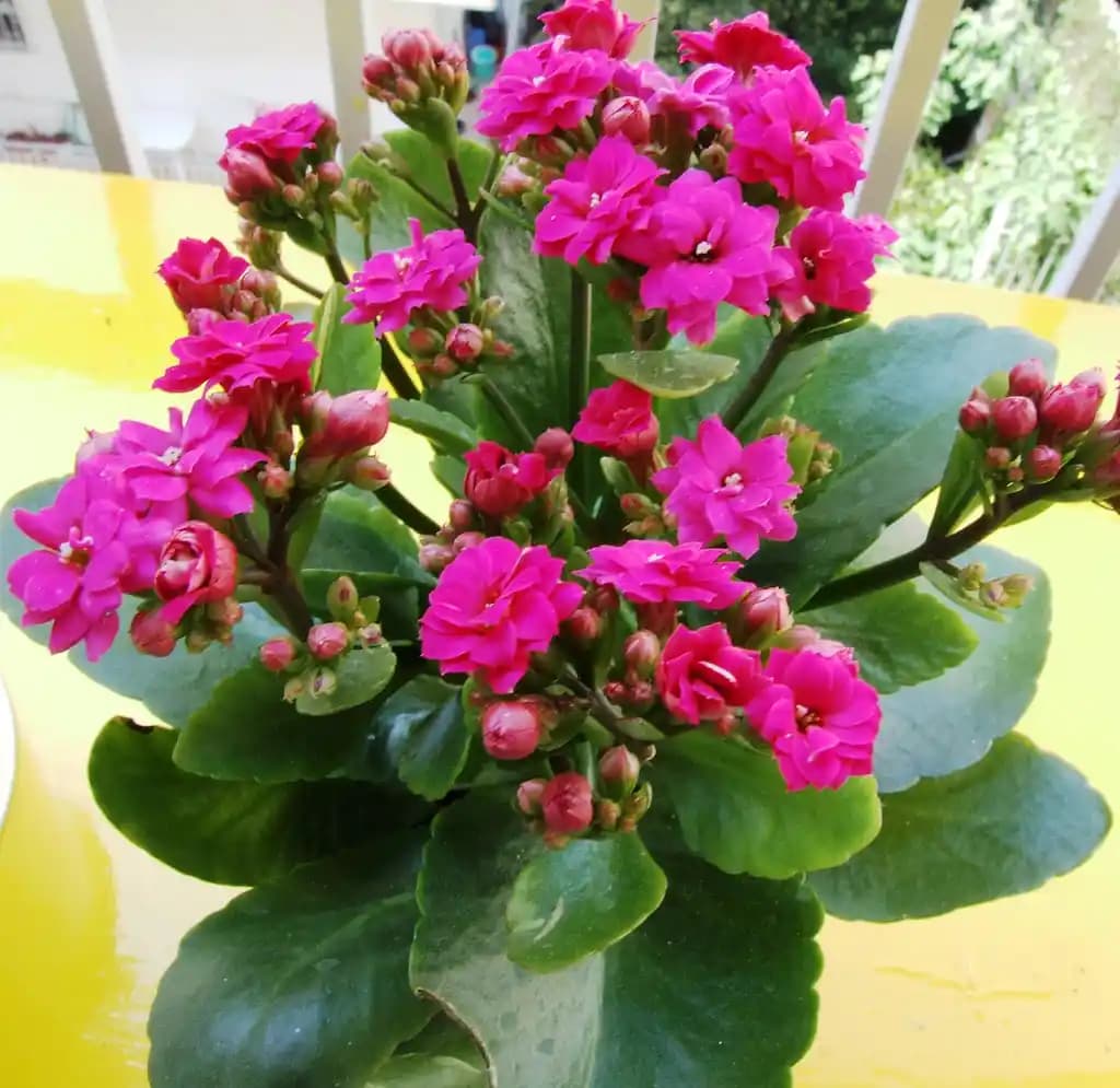 Kalanchoe Dekorasyonunda Renkli ve Dayanıklı Bitki Seçenekleri ve Bakım İpuçları