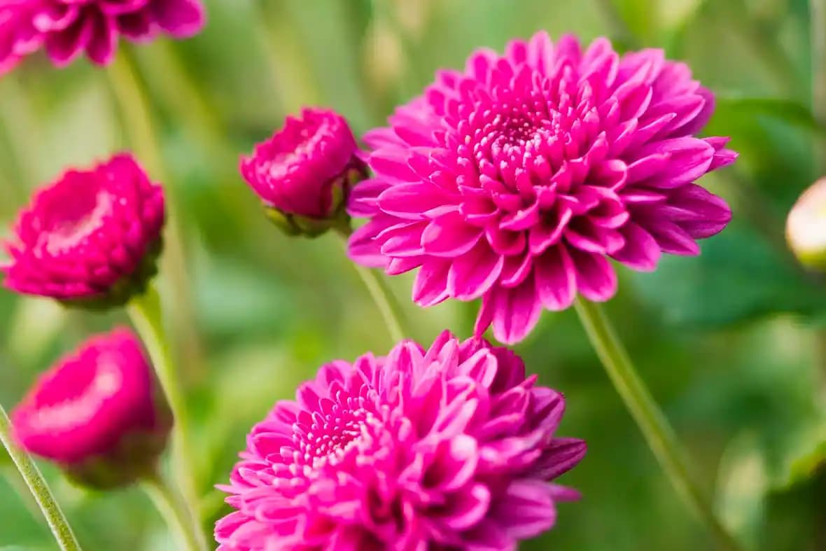 Kasımpatı Nedir? Sonbahar Dekorasyonunda Kullanım ve Bakım İpuçları