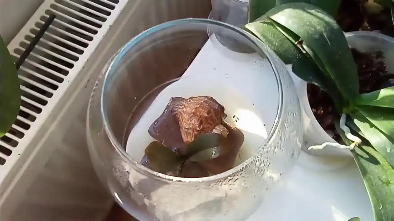 Kuruyan Orkideyi Canlandırma Yöntemleri ve Bakım İpuçları