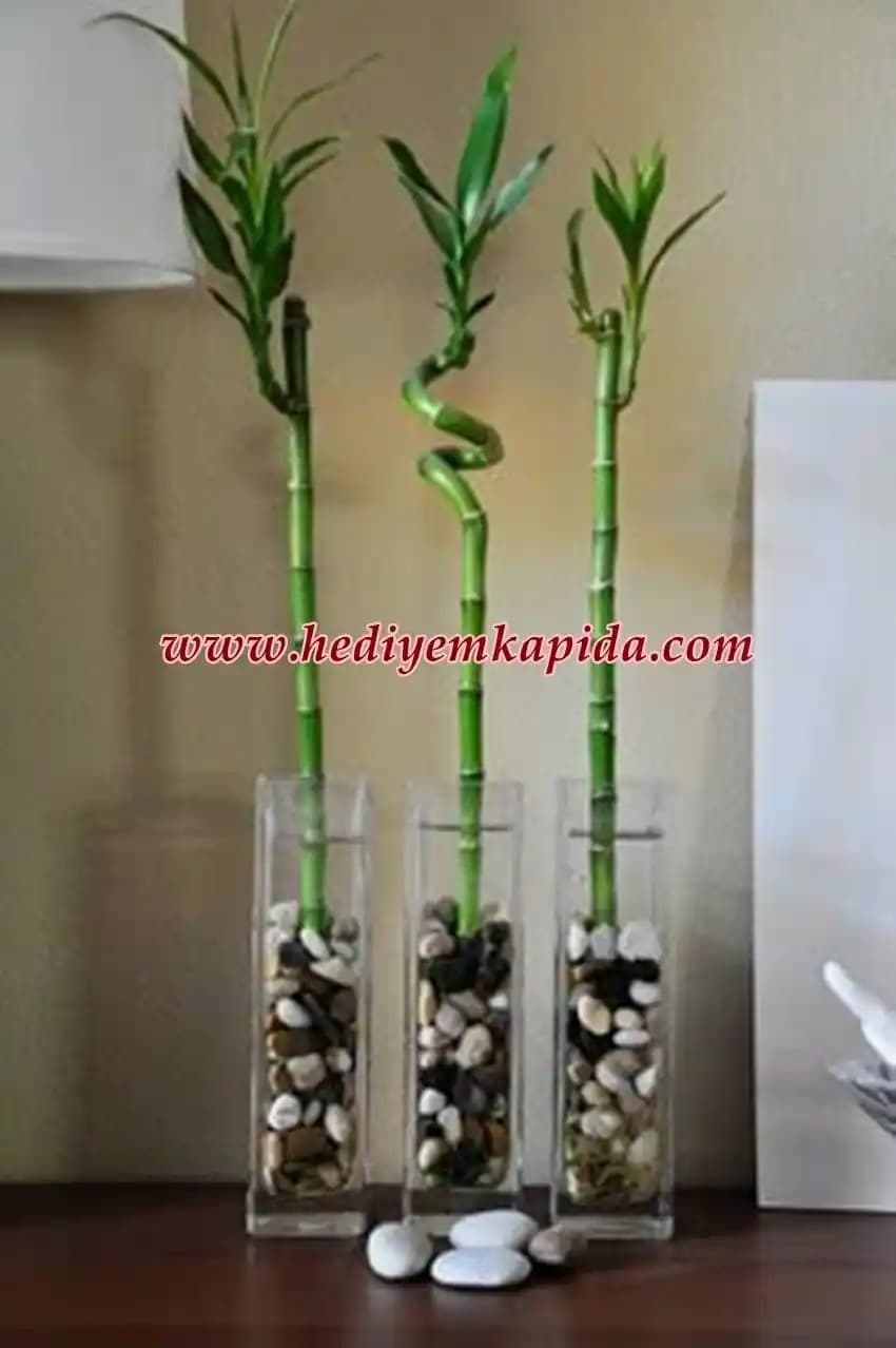 Bambu Vazolar ile Doğal ve Şık Dekorasyon Önerileri ve Avantajları