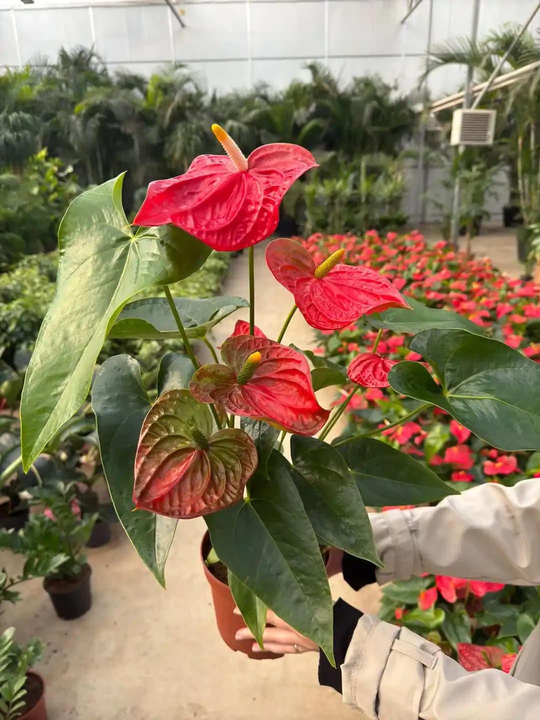 Kırmızı Antoryum ile Mekânlarınızı Canlandıran Dekorasyon Seçenekleri