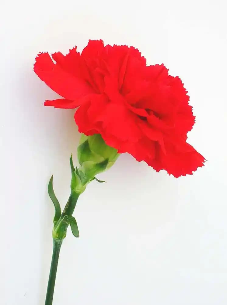 Kırmızı Karanfil ile Dekorasyonda Sıcak ve Enerjik Atmoslar Yaratma Rehberi