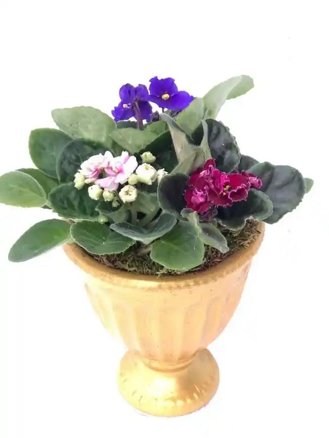 Menekşe Çiçekleri ve Dekorasyonda Yaratıcı Kullanım Yöntemleri