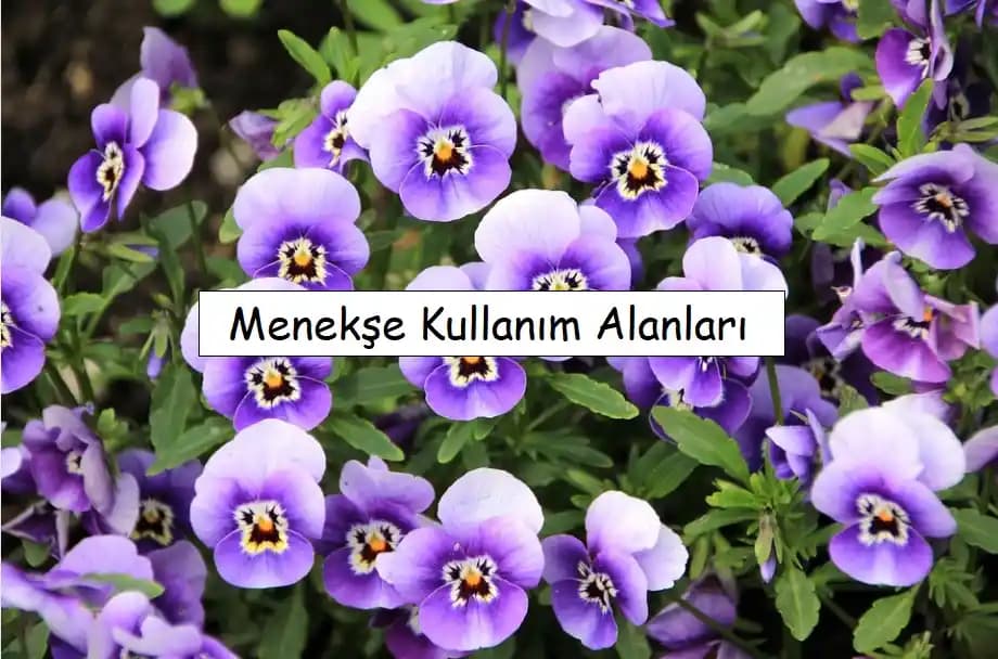 Menekşe: Dekorasyonda Zarafet ve Anlam Katmanın En Güzel Yolu