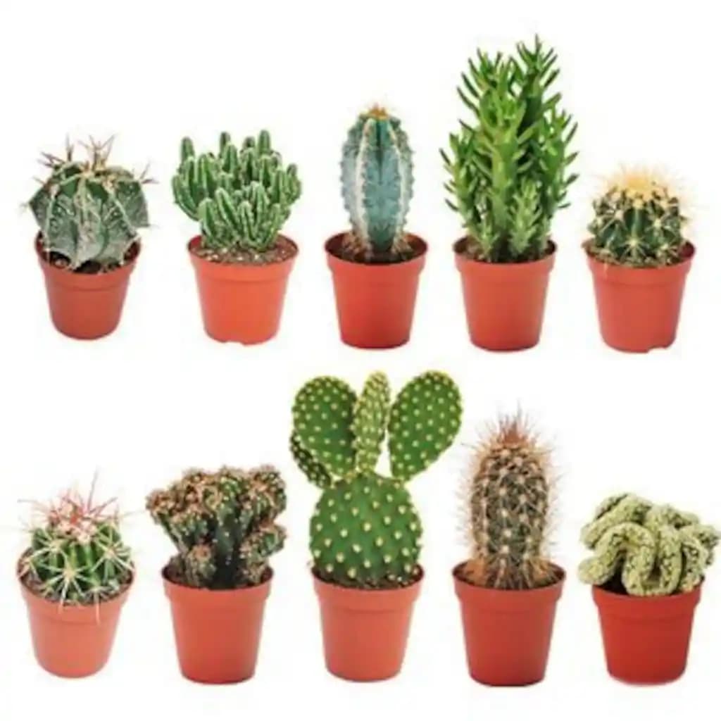 Mini Kaktüsler ile Dekorasyonda Şıklık ve Doğallık Yaratmanın Yolları