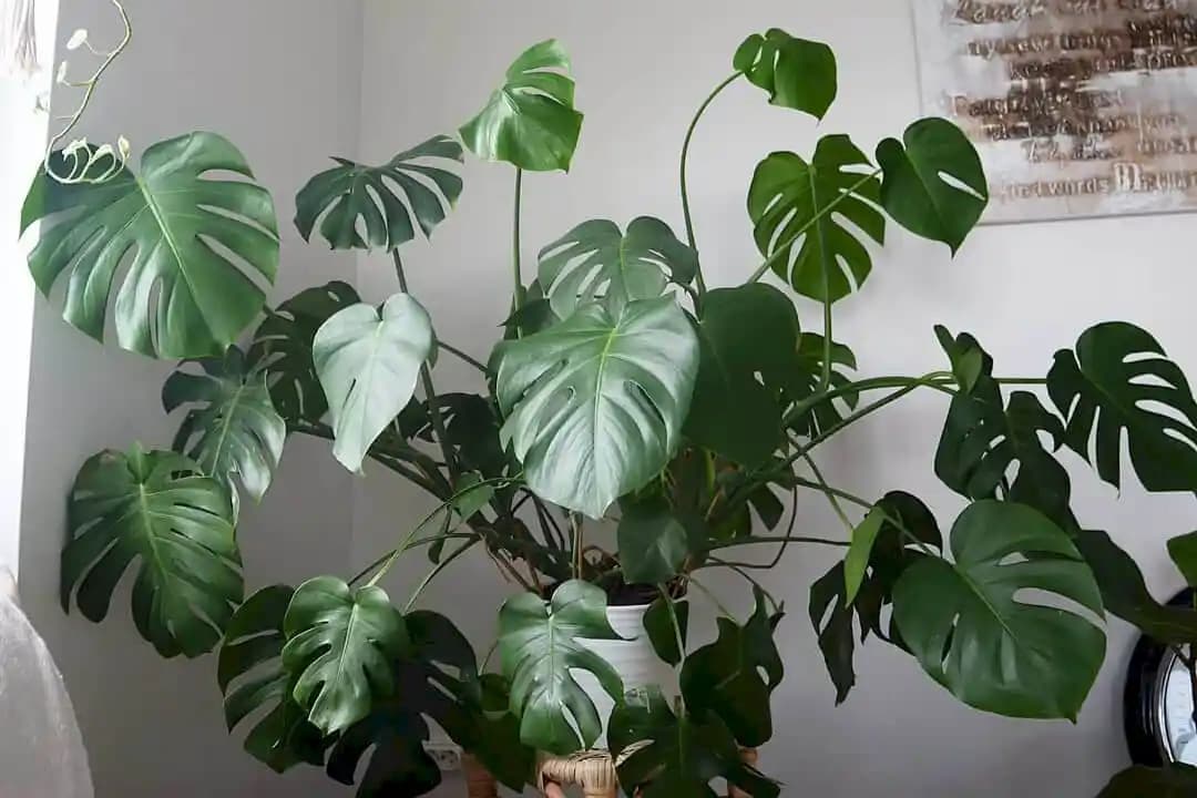 Monstera Bitkisi ile Modern İç Mekan Dekorasyonunda Doğal ve Şık Dokunuşlar