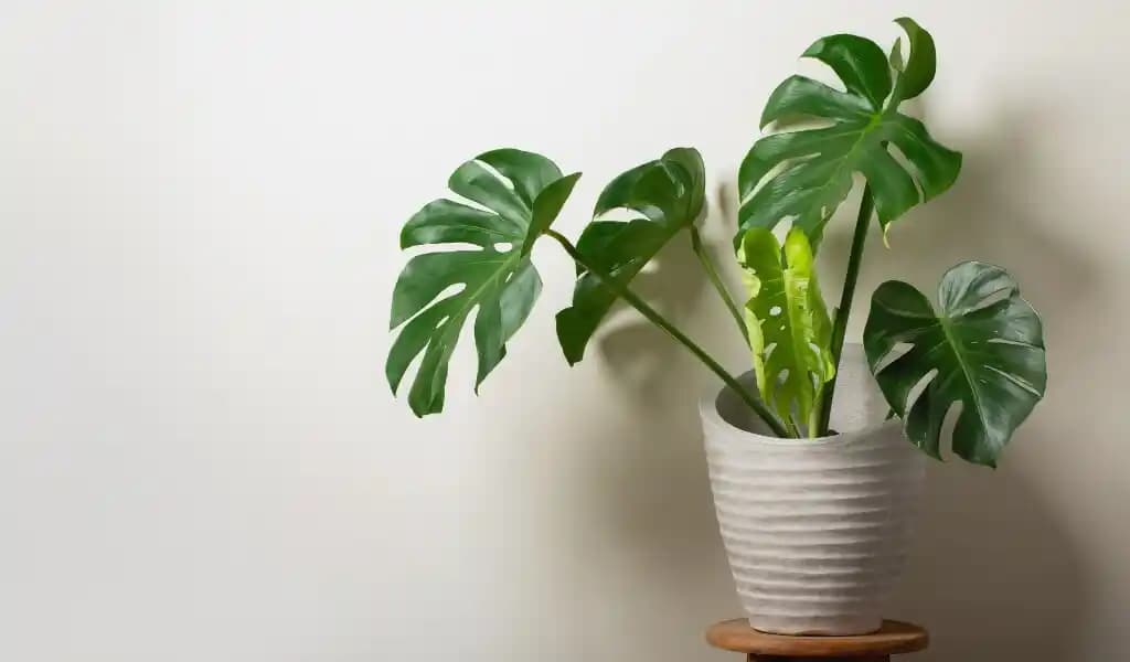 Monstera Çiçeği ile Dekorasyonda Doğal Şıklık ve Modern Atmosfer Yaratma