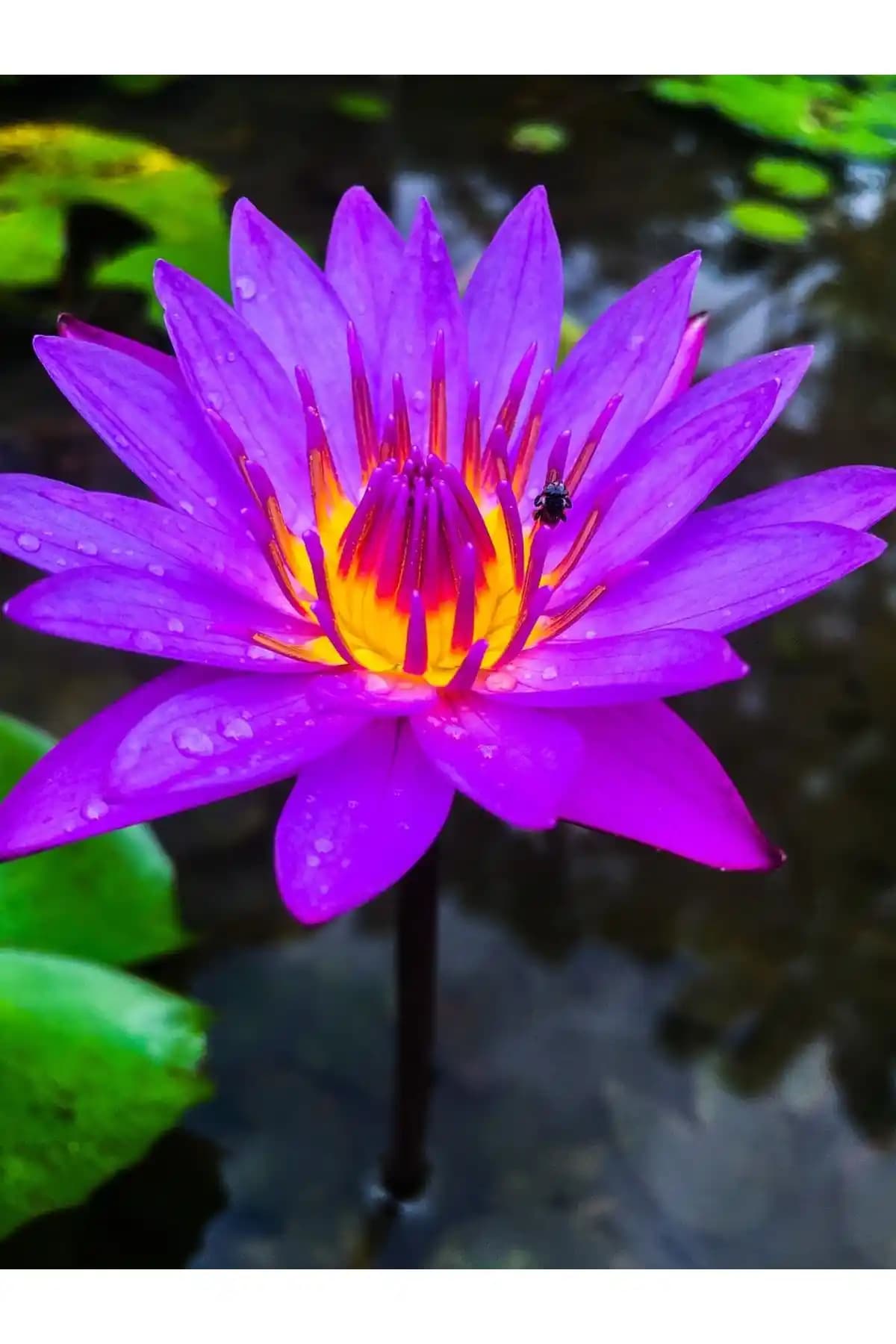 Mor Lotus Çiçeği: Dekorasyonda Zarafet ve Ruhsal Anlamların Buluşması