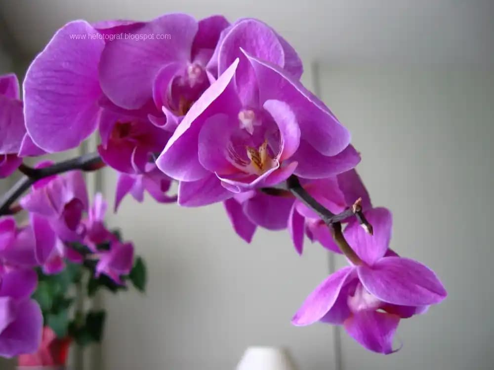 Mor Orkide Dekorasyonda Zarif ve Anlamlı Bir Dokunuş Sağlayan Popüler Bitki Türleri