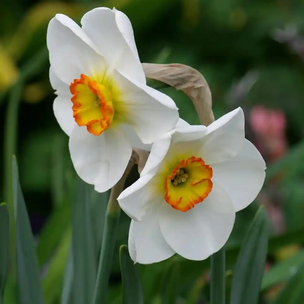 Nergis Çiçeği ile Dekorasyonda Zarafet ve Ferahlık Yaratma Rehberi