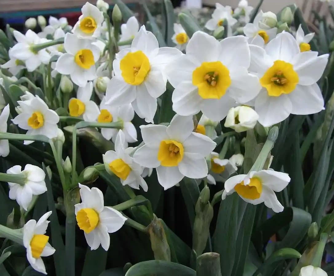 Nergis Çiçeği ile Dekorasyonda Zarif ve Doğal Bir Atmosfer Yaratma Rehberi