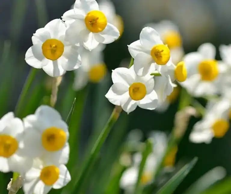 Nergis Çiçeğinin Dekorasyonda Kullanımı ve Estetik İpuçları