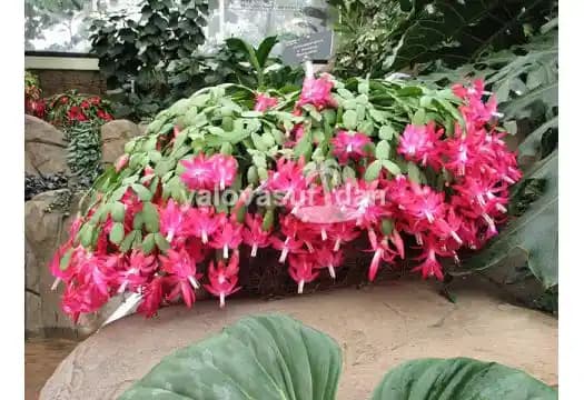 Noel Çiçeği ile Dekorasyonda Şıklık ve Anlam Katmanın Yolları