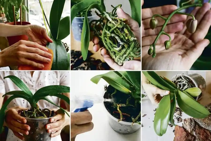 Orkide Bakımı ve Dekorasyonda Zarif Kullanım İpuçları