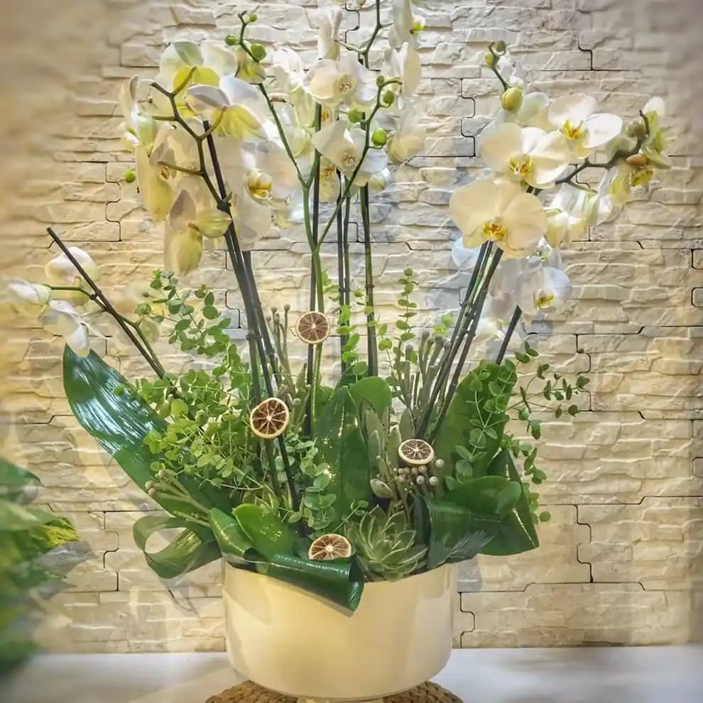 Orkide Modelleri ve Dekorasyonda Kullanımı: Zarafet ve Doğallığın Buluşması