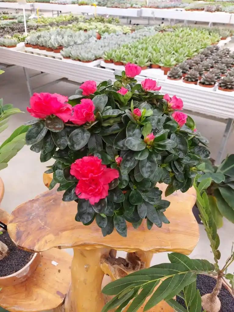 Orman Gülü Çiçeği ile Doğal ve Zarif Dekorasyon Fikirleri ve Kullanım Alanları