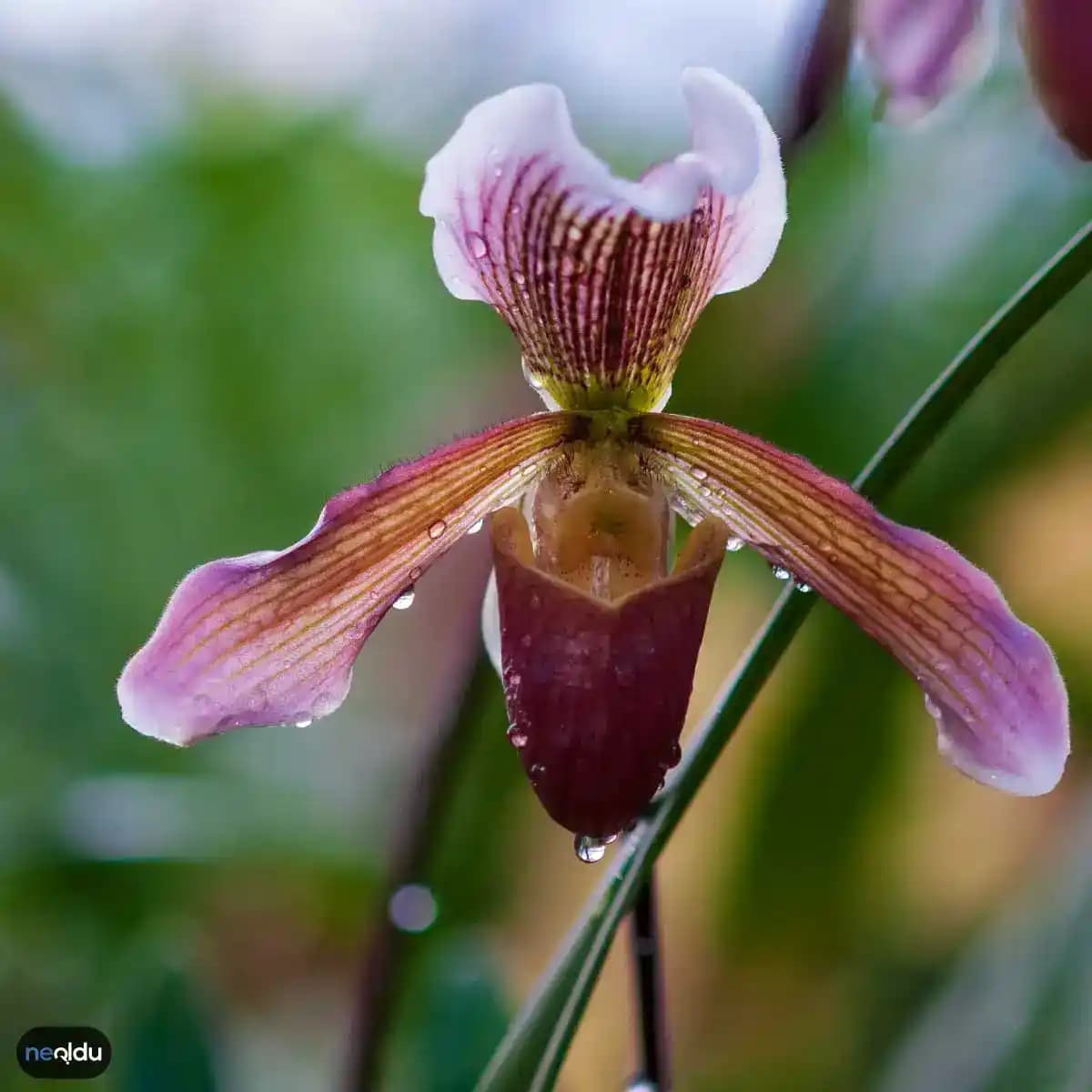 Pahalı Çiçekler Dekorasyonda Lüks ve Zarafetin Simgesi Anlamlı Kullanım Rehberi