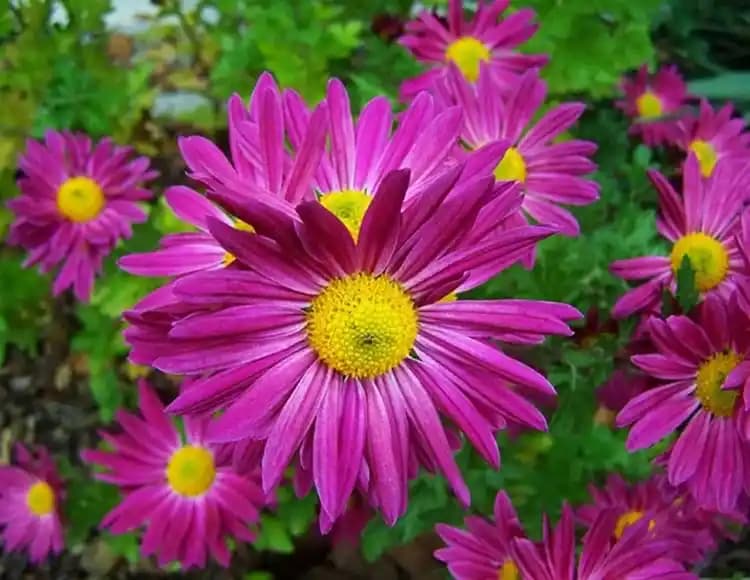 Papatya Çiçeği Dekorasyonda Zarafetin Simgesi ve İlham Veren Fikirler