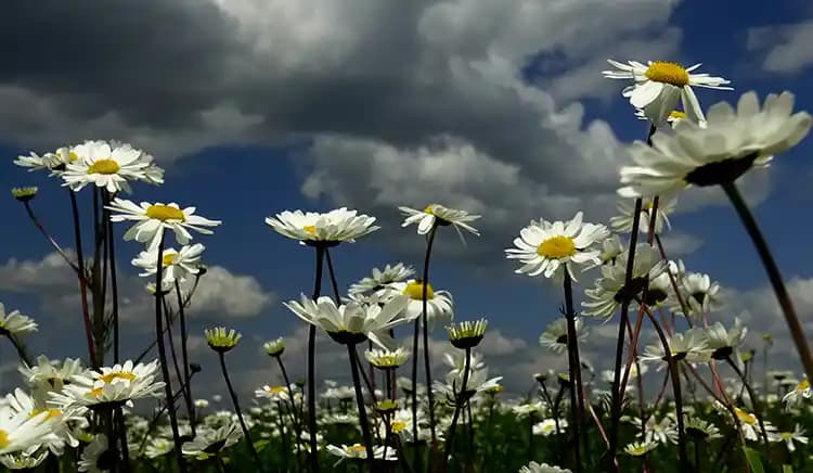 Papatya Temasıyla Doğal ve Zarif Dekorasyon Fikirleri ve Trendler
