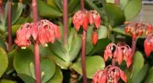 Para Çiçeğinin Çiçek Açma Süreci ve Dekorasyonda Kullanımı