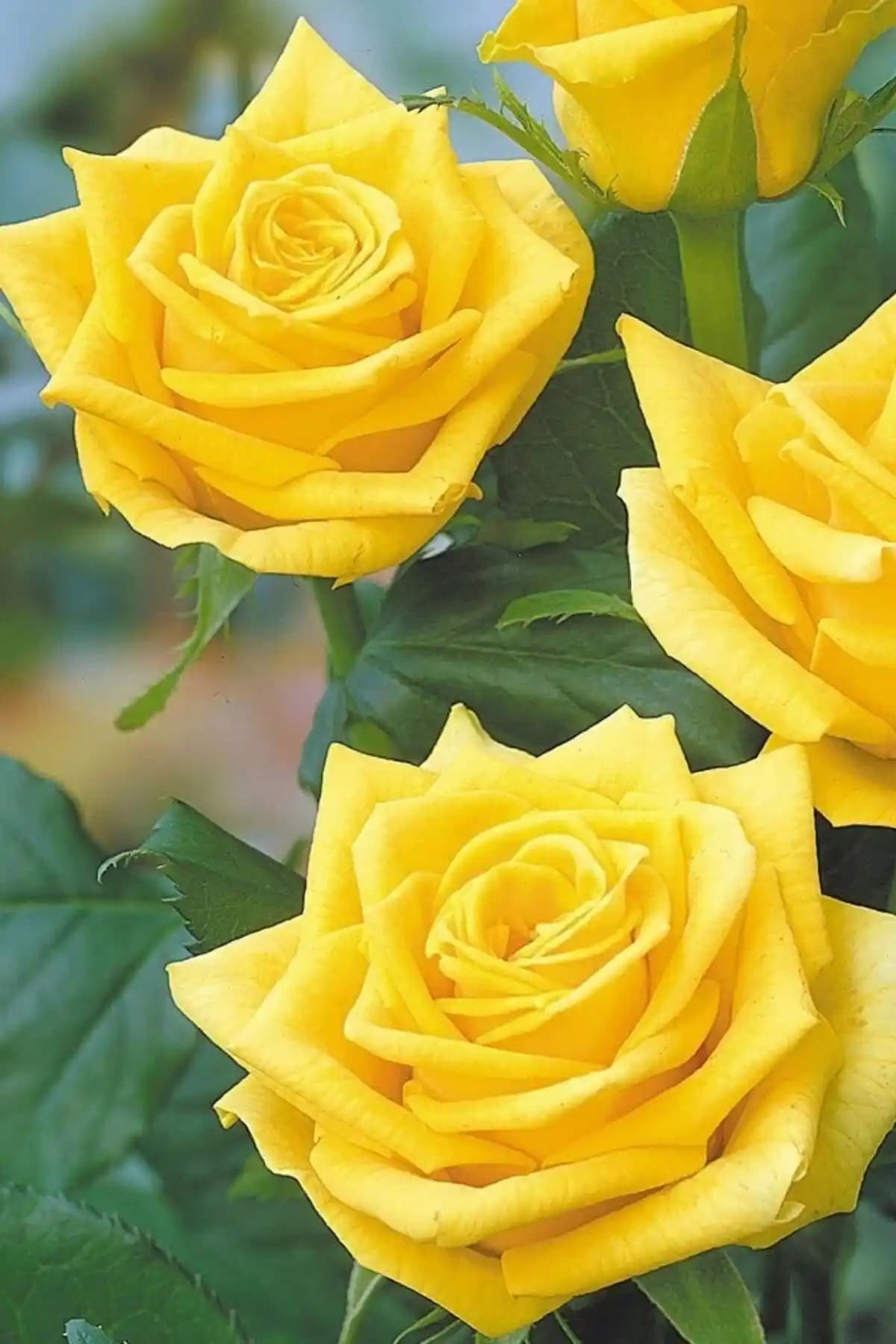 Sarı Gül Dekorasyonda Pozitif Enerji ve Atmosfer Yaratmanın Anahtarı