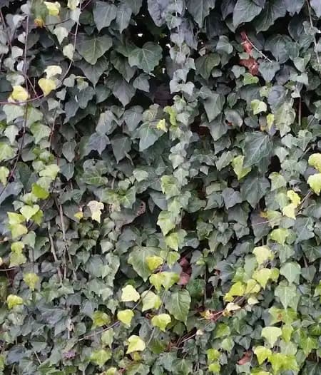 Sarmaşık Çeşitleri ve Dekorasyonda Kullanım İpuçları