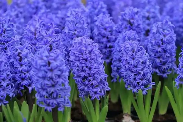 Sümbül Çiçeğinin Dekorasyonda Kullanımı ve Estetik Katkıları