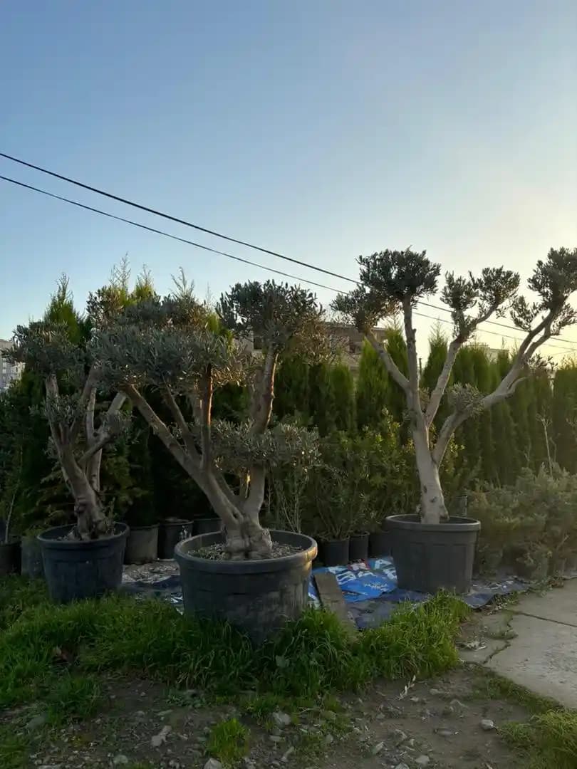Süs Zeytin Ağacıyla Dekorasyon: Estetik ve Dayanıklı Doğal Bir Dekorasyon Unsuru