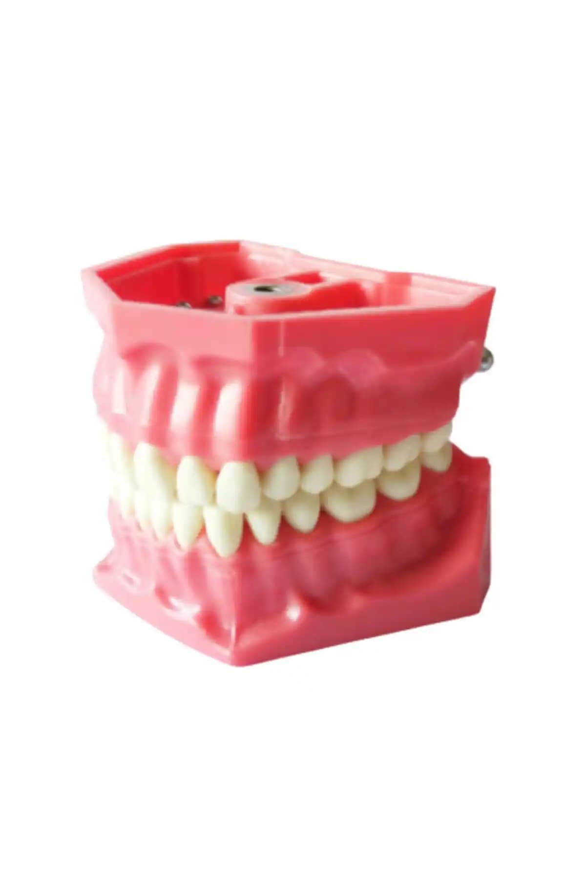 Ankaflex Fantom Diş Çene Modeli ile Diş Hekimliği Eğitimi Pratikliğini Artırın