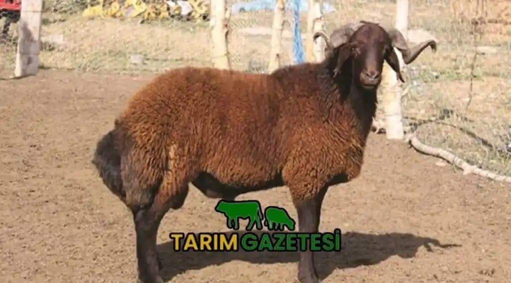 Koyun Sahiplenme Sistemi ve Yün Paylaşımı: Doğal ve Sürdürülebilir Bir Yaklaşım