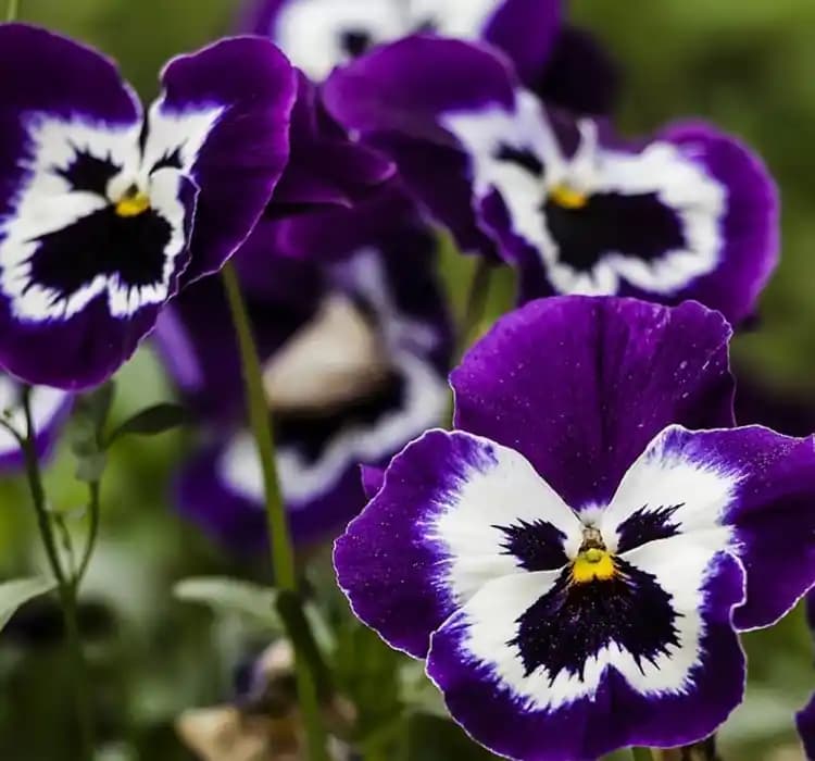 Mor Menekşe Çiçeği ile Dekorasyonda Zarafet ve Huzur Yaratma Rehberi